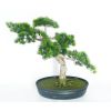 Bonsai factice Formosa H 40 X 45 CM 318 feuilles haute