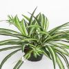 Chlorophytum plante factice dans un pot H 35 cm tres fournie