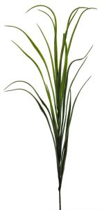 Splendide herbe sauvage des rivières en piquet H 95 cm