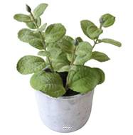 Herbe aromatique factice Menthe H 17 cm D 11cm pot Béton
