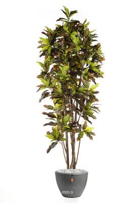 Croton H 230 cm 623 feuilles artificiel superbe