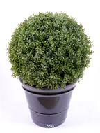 Boule de buis en pot leste special exterieur 55 cm