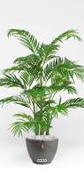Palmier Areca artificiel H 120 cm multi-troncs très dense en pot