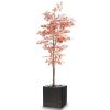 Aralia Arbre factice H 220 cm D 90 cm Automne dans un pot