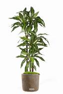 Dracaena fragrans factice en pot 3 troncs feuillage Vert-blanc H 120 cm D 60 cm