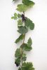 Guirlande de vigne artificielle 180 cm avec 4 grappes de raisin