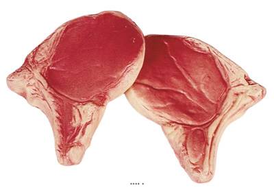 Côtes de Porc crues factices x2 L 135x100 mm plastique soufflé