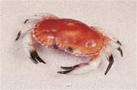 Tourteau crabe factice L 320x220 mm plastique soufflé