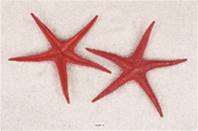 Etoiles de mer rouges factices x2 D 250 mm plastique soufflé