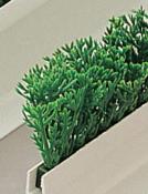 Recharge feuillage Cyprès vert PVC L 25 cm pour séparateur barrette L 75 cm factice 