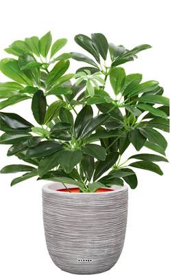 Schefflera factice plante verte en pot H 40 cm D 35 cm