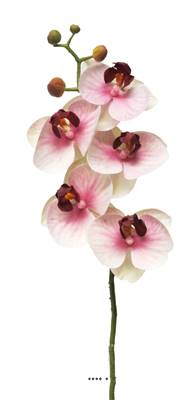 Orchidée phalaenopsis factice en tige, toucher réel, H 58 cm, Pourpre-blanc