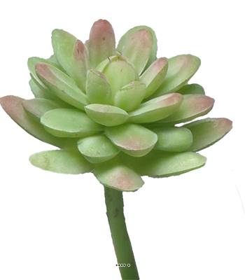 Succulent factice, Echeveria sur tige, H 16 cm, D 12 cm, Vert-rouge
