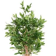 Clusia variegata Faux arbre artificiel H 150 cm D 75 cm en pot