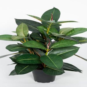 Ficus robusta factice dans un pot H 40 cm feuillage tergal magnifique