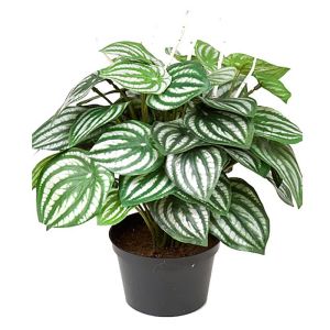 Peperomia plante factice dans un pot H 32 cm tres fournie