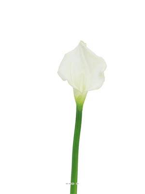 Arum calla factice H 55 cm Fleur Crème