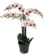 Orchidée Phalaenopsis factice en pot qualité décorateur H 35 cm Rose-crème