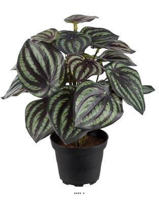 Peperomia plante factice en pot lesté belle qualité très fourni H 25 cm D 20 cm Blanc-vert