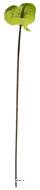 Anthurium factice H 67 cm Vert-jaune