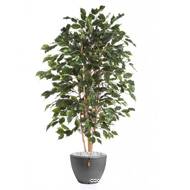 Ficus Exotica factice Vert H 210 cm 1760 feuilles dans un pot