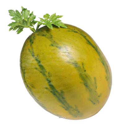 Melon d'eau Pastèque factice D 14 cm H 26 cm touché réel