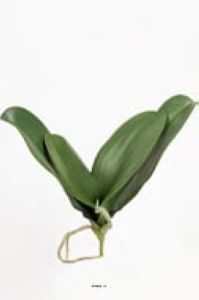 Feuillage et racines artificiels de Phalaenopsis 4 feuilles L 25 cm