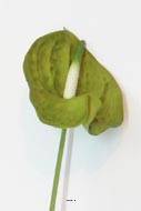 Anthurium artificiel H 70 cm très belle fleur exotique Vert