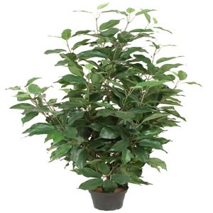 Ficus benjamina en pot factice H 80 cm D 43 cm