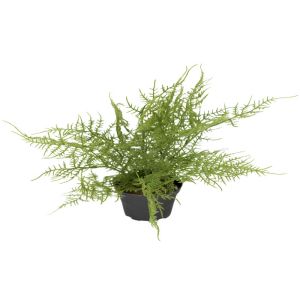 Plante verte, Plumosus factice en pot, H 30 cm, D 35 cm