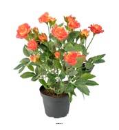 Rosier factice en pot H 30 cm adorable et tres dense Orange