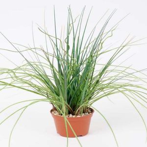 Herbe folle factice dans un pot H 35 cm tres fournie