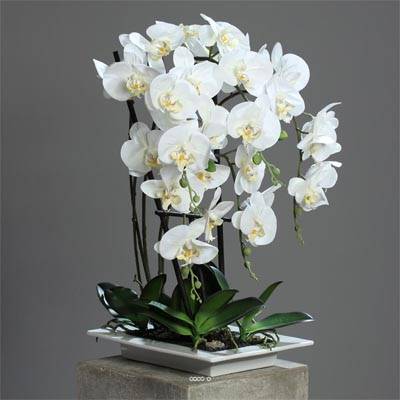 Orchidee factice 5 hampes en coupe ceramique H60cm touché réel Crème