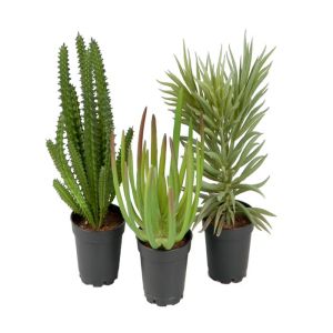 Succulentes plantes factices en pot  lot de X3 Cactus factices H 13-17 cm