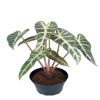 Alocasia factice, 7 feuilles en pot, H 30 cm