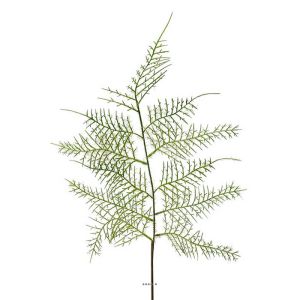 Branche Asparagus Plumosus verte H 60 cm
