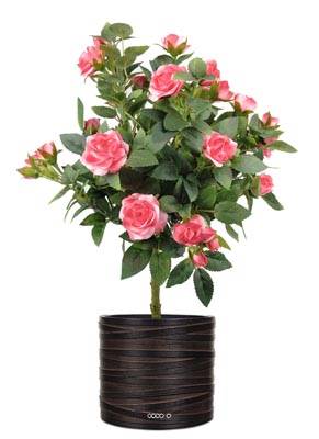 Rosier Boule sur tronc factice en pot H 42 cm leste adorable Rose soutenu