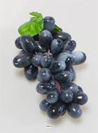 Grappe de 45 raisins noirs et 2 feuilles factices L 19 cm touché réel