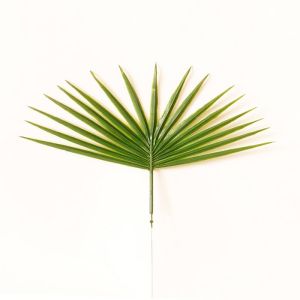 Feuille palmier Chamaerops factice H 40 cm D 26 cm PVC