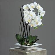 Orchidee factice 3 hampes en coupe ceramique H 50 cm toucher reel Crème
