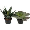 Succulentes plantes factices en lot de 2 Cactus en pot H 13-20 cm
