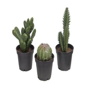 Cactées plantes factices en lot de 3 Cactus en pot H 8-13 cm