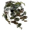 Peperomia factice feuillage Panache H 20 cm L 45 cm en pot Top produit