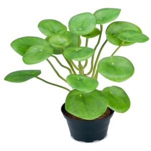 Plante verte Oreilles d elephant factices dans un pot H 25 cm feuillage latex Originale