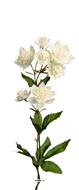 Astrance fleur artificiellel H 50 cm 8 fleurs 2 ramures Rare et superbe Crème