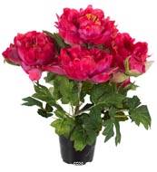 Pivoine factice en pot H 35 cm 4 fleurs et 2 boutons Rose fushia