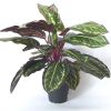 Maranta plante factice dans un pot H 45 cm tres fourni