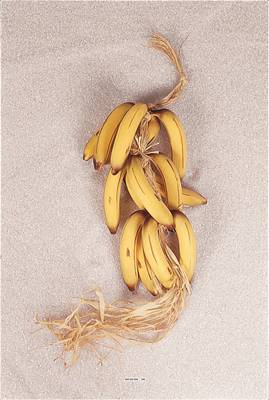Régime de 15 bananes factices L 60 cm plastique soufflé