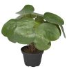 Plante verte Oreilles d elephant factices dans un pot H 25 cm feuillage tergal Originale