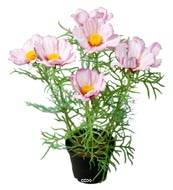 Cosmos fleurie factice en pot H 40 cm Pourpre-blanc